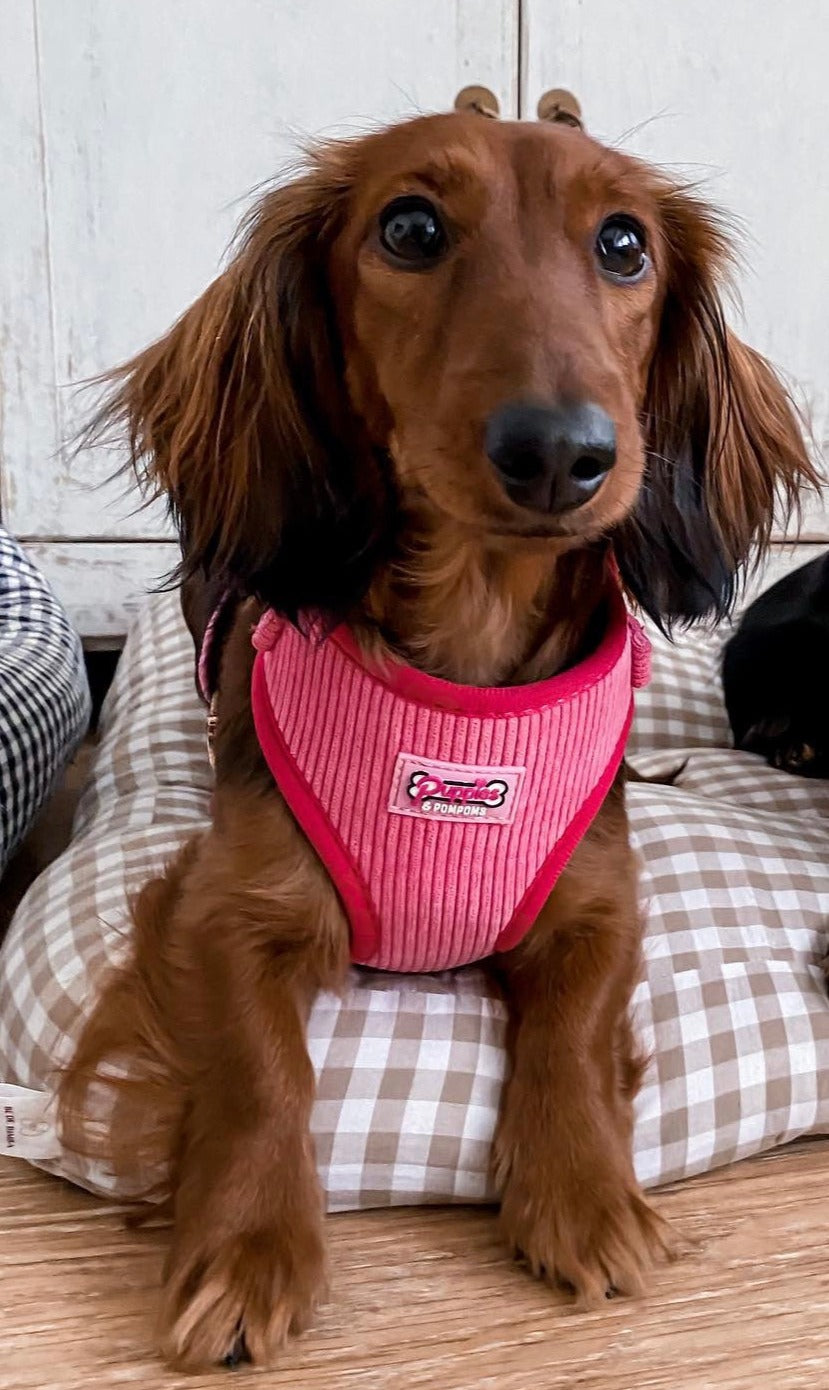 Pink Luxe Corduroy Harness-2