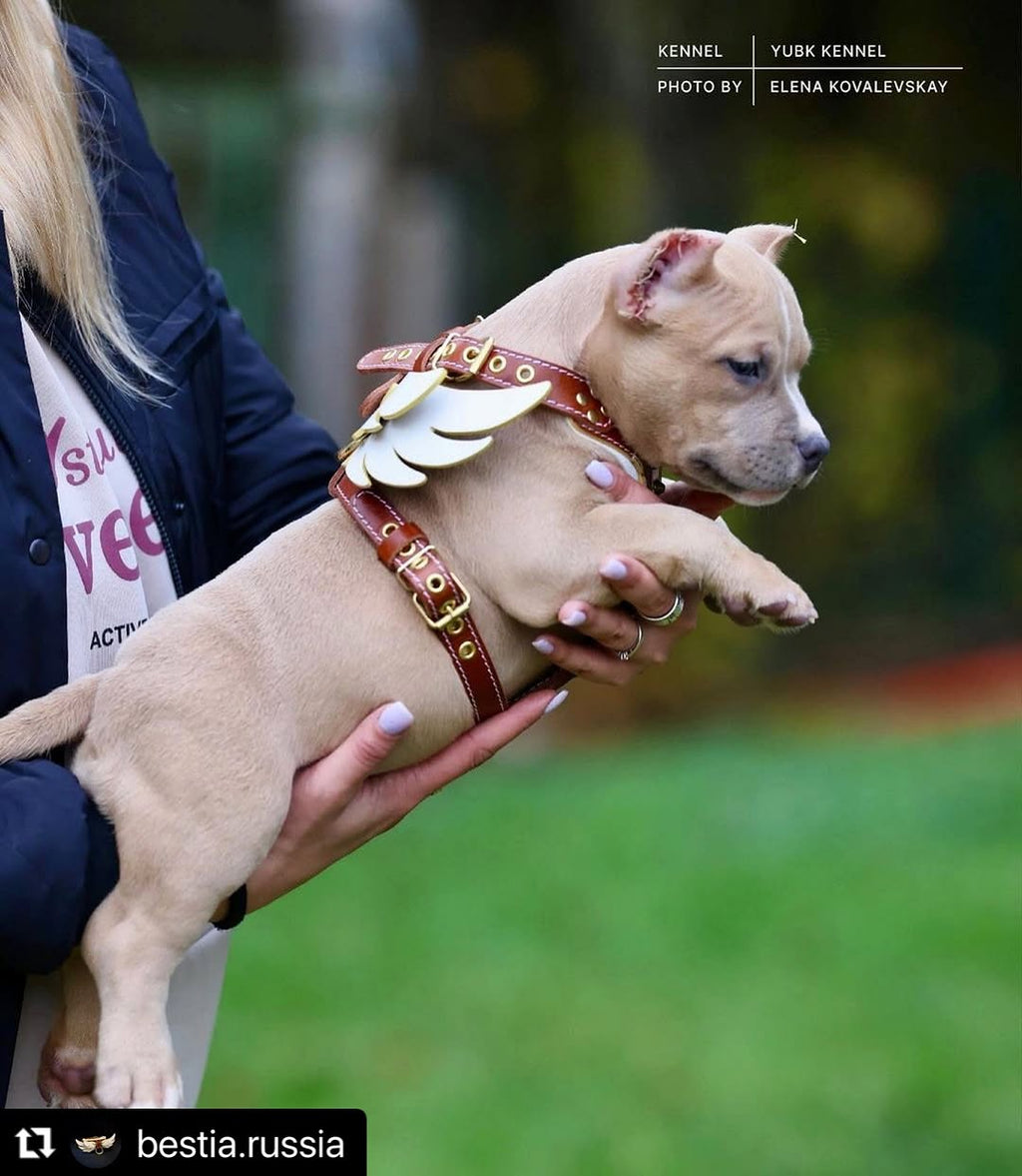 The "Hermes" leather harness - Small to Medium Size-3