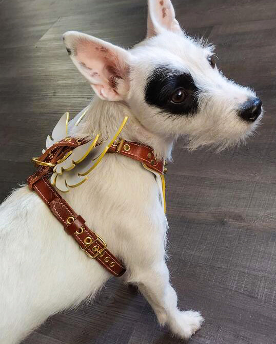 The "Hermes" leather harness - Small to Medium Size-4