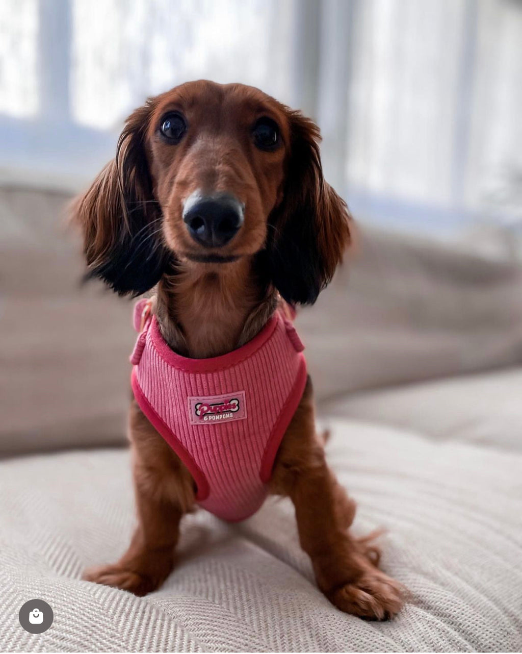 Pink Luxe Corduroy Harness-3
